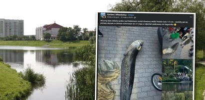 Wędkarz, który złowił ogromnego suma w jeziorku Balaton w Warszawie, został zatrzymany