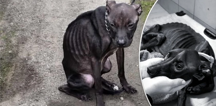 Na łańcuchu, bez kropli wody czekała na człowieka. Tłumaczenia oprawczyni nie mieszczą się w głowie