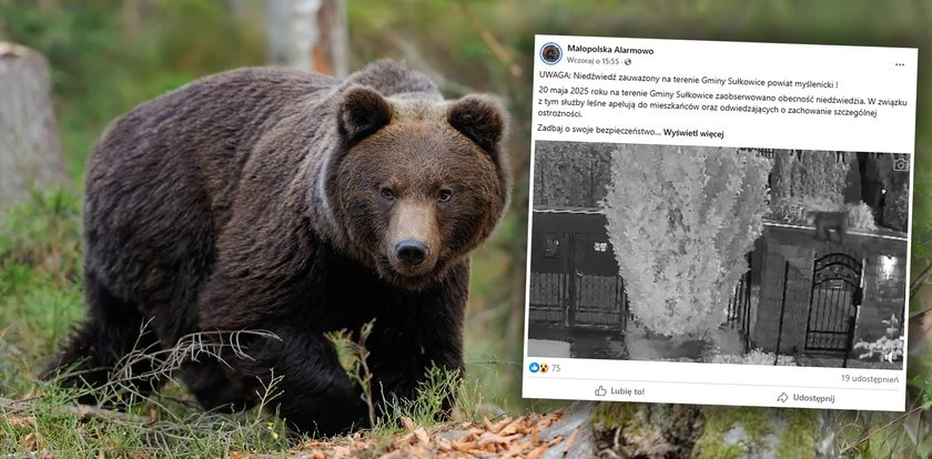 Niedźwiedź grasuje niedaleko Krakowa. Wydano ostrzeżenie