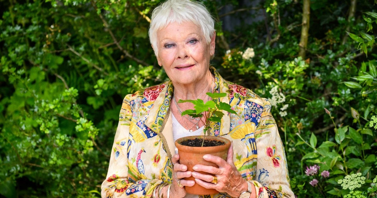 Judi Dench jest poważnie chora. 
