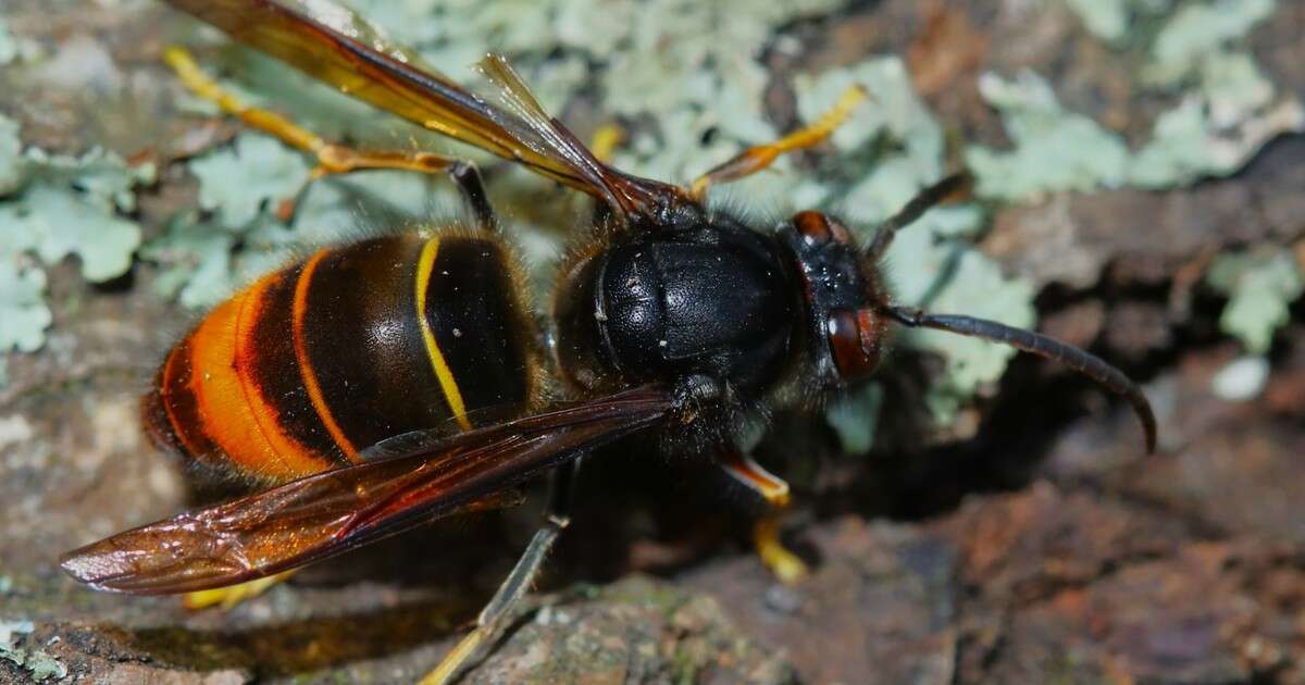 Szerszeń azjatycki pojawił się na Słowacji. Jego ukąszenie może być śmiertelne