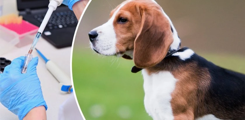 Hodowla odda 1,5 tys. psów rasy beagle. Były przeznaczone na testy