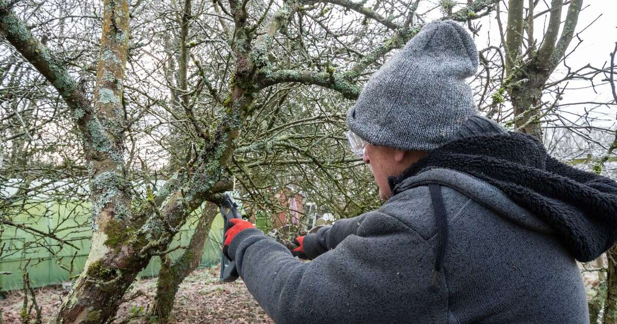 Owiń to wokół owocowych drzewek. Szkodniki będą trzymały się z daleka