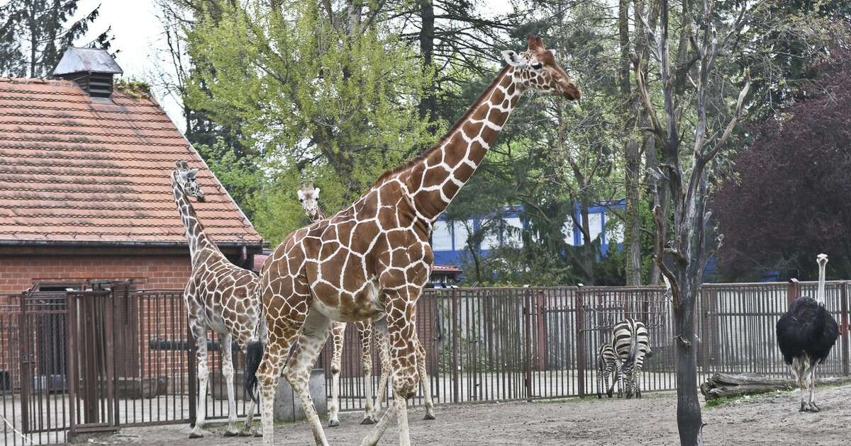 Nietypowe ogłoszenie wrocławskiego zoo. 