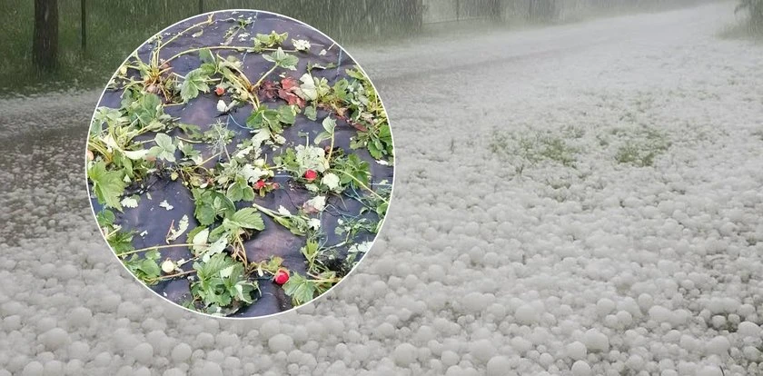 Koszmar rolników nadszedł w nocy. Armagedon na południu kraju. 