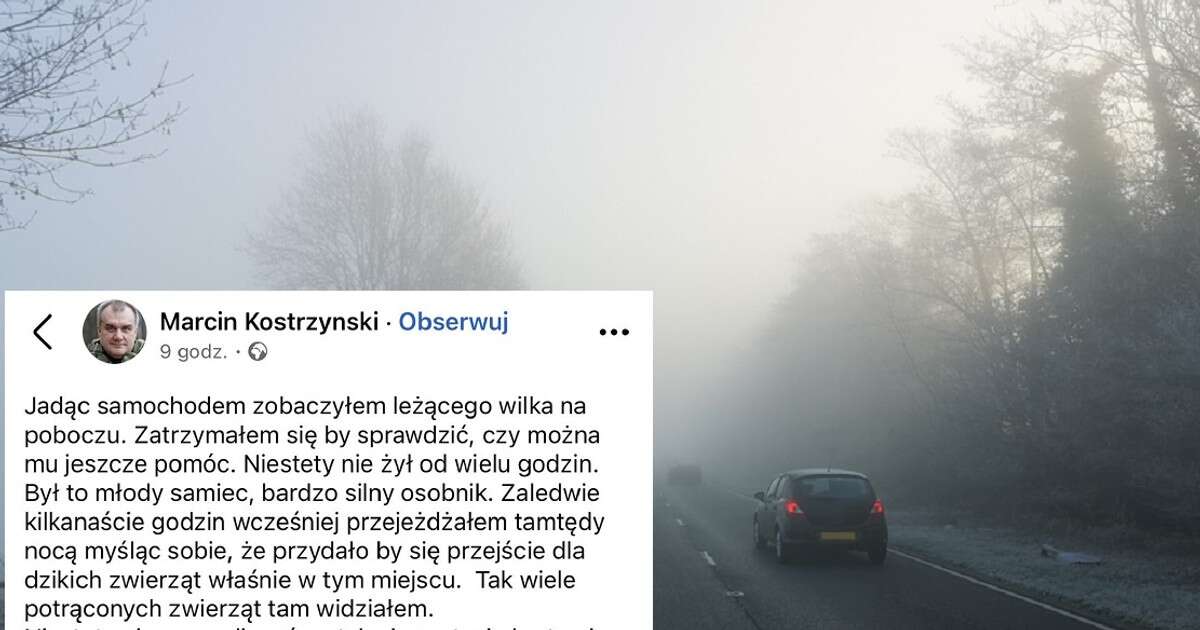 Znalazł na poboczu martwego wilka. Teraz apeluje do twórców Yanosika