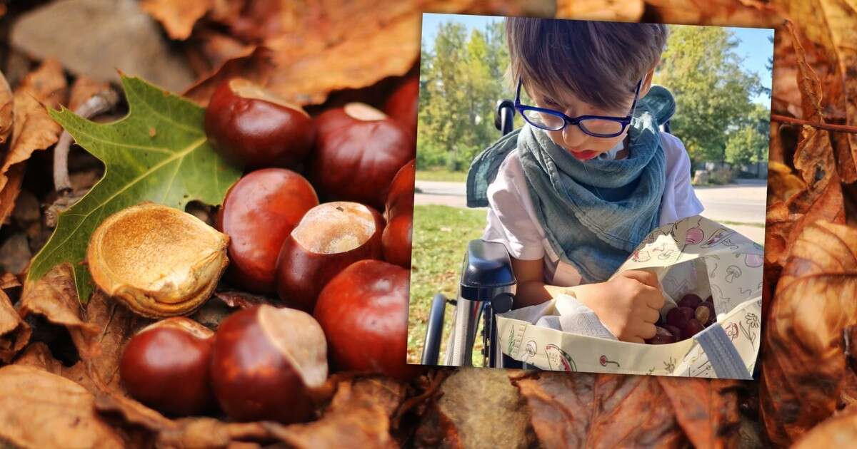 Nie tylko jesienna ozdoba - kasztany mogą uratować życie. Chcą pomóc 7-letniemu Frankowi