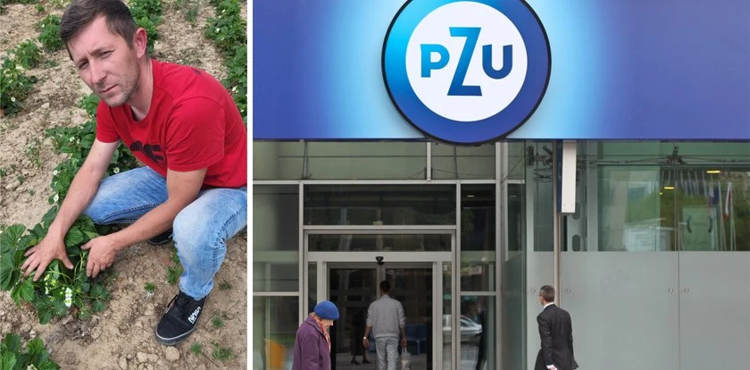 Rolnik chciał ubezpieczyć truskawki w PZU. Taka składka. 