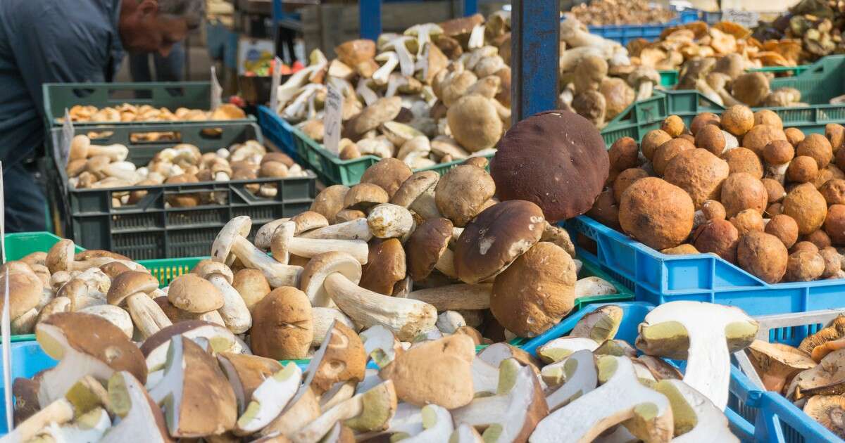 Wysyp grzybów w polskich lasach. Sieć zalały zdjęcia i nagrania. 