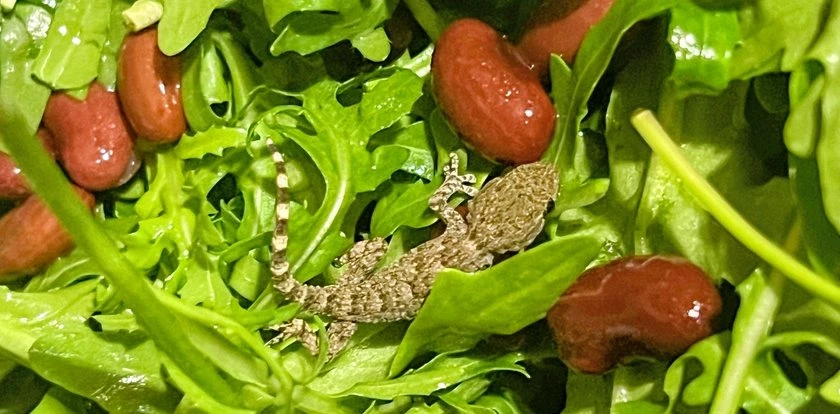 Polka znalazła w rukoli z Lidla... żywe zwierzę. Dostało już imię! 