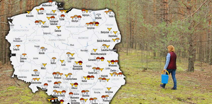 Gdzie są już grzyby? [AKTUALNA MAPA]