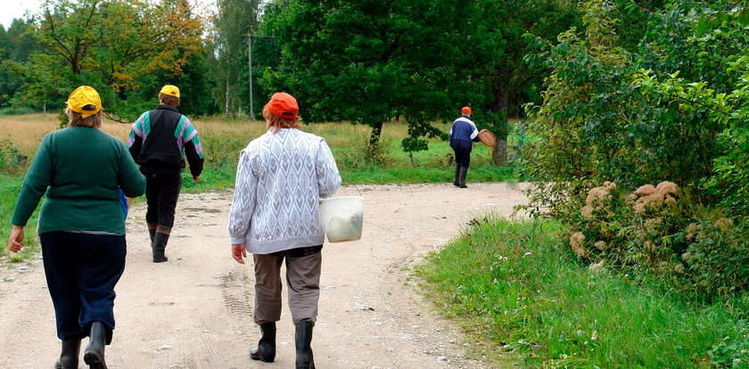 Połowa lipca. Tak zarabiają na prawdziwkach. Ceny są szalone