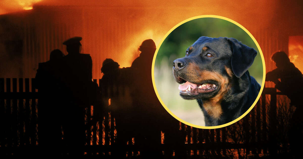 Palącego się domu pilnowało 15 rottweilerów. Makabryczne odkrycie na strychu