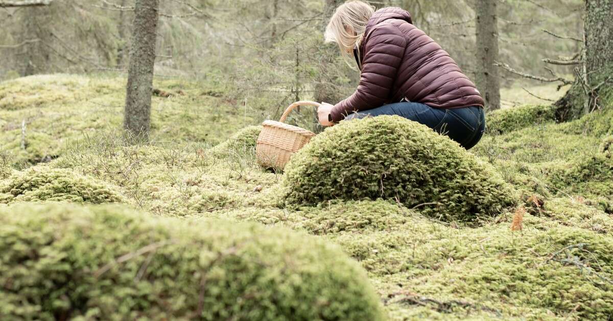 Niezawodne triki na bezpieczne grzybobranie. Jak nie zgubić się w czasie zbierania