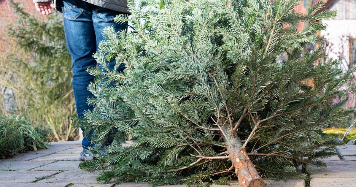 Belgijskie miasto namawiało, aby po świętach zjeść choinkę. Teraz zmienia zdanie