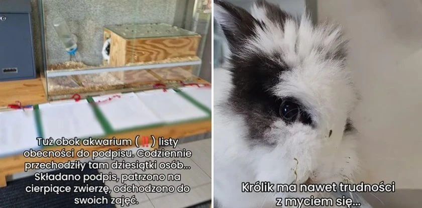 Ekostraż zabrała z dzieciom Hogusia. Mieszkał w przedszkolu od dziewięciu lat