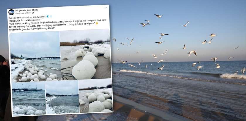 Takie cuda tylko nad Bałtykiem. Morszkulce pojawiły się na polskim wybrzeżu