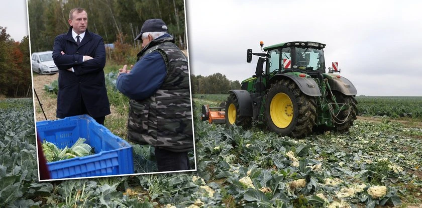Rolnik z Podkarpacia nie wytrzymał. Zmielił 25 tys. kalafiorów
