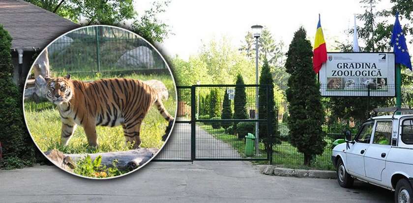 Tygrys zagryzł pracownika zoo. Doszło do fatalnej pomyłki