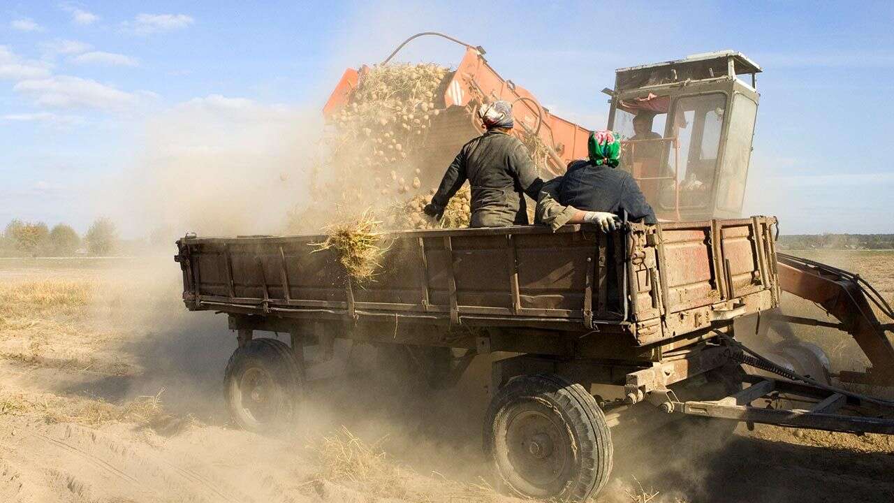 Reżim Łukaszenki ogranicza wywóz ziemniaków. Potrzebna bumaga