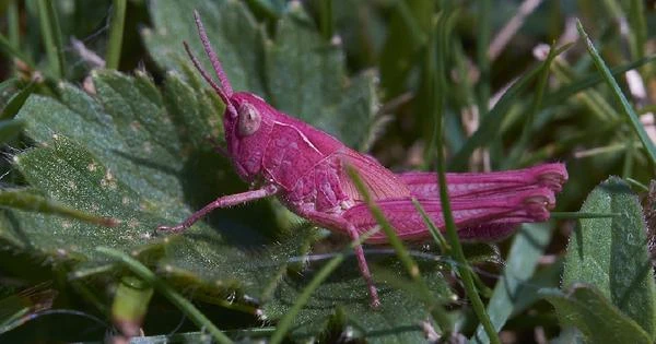 O raríssimo gafanhoto rosa registrado por fotógrafo amador em seu jardim
