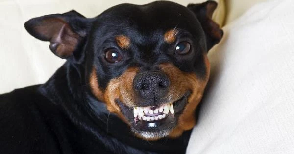 Cachorros: algumas raças são mais agressivas que outras?
