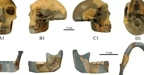 Cientistas encontram crânio de 300 mil anos diferente de qualquer espécie