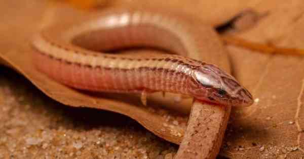 Pesquisadores acham lagartixa em forma de serpente desaparecida há 20 anos