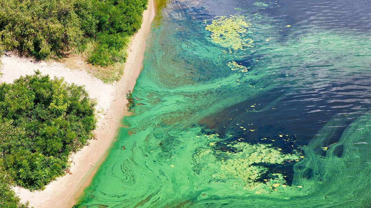 Florida Gov. DeSantis dedicates millions to fighting harmful blue-green algae blooms