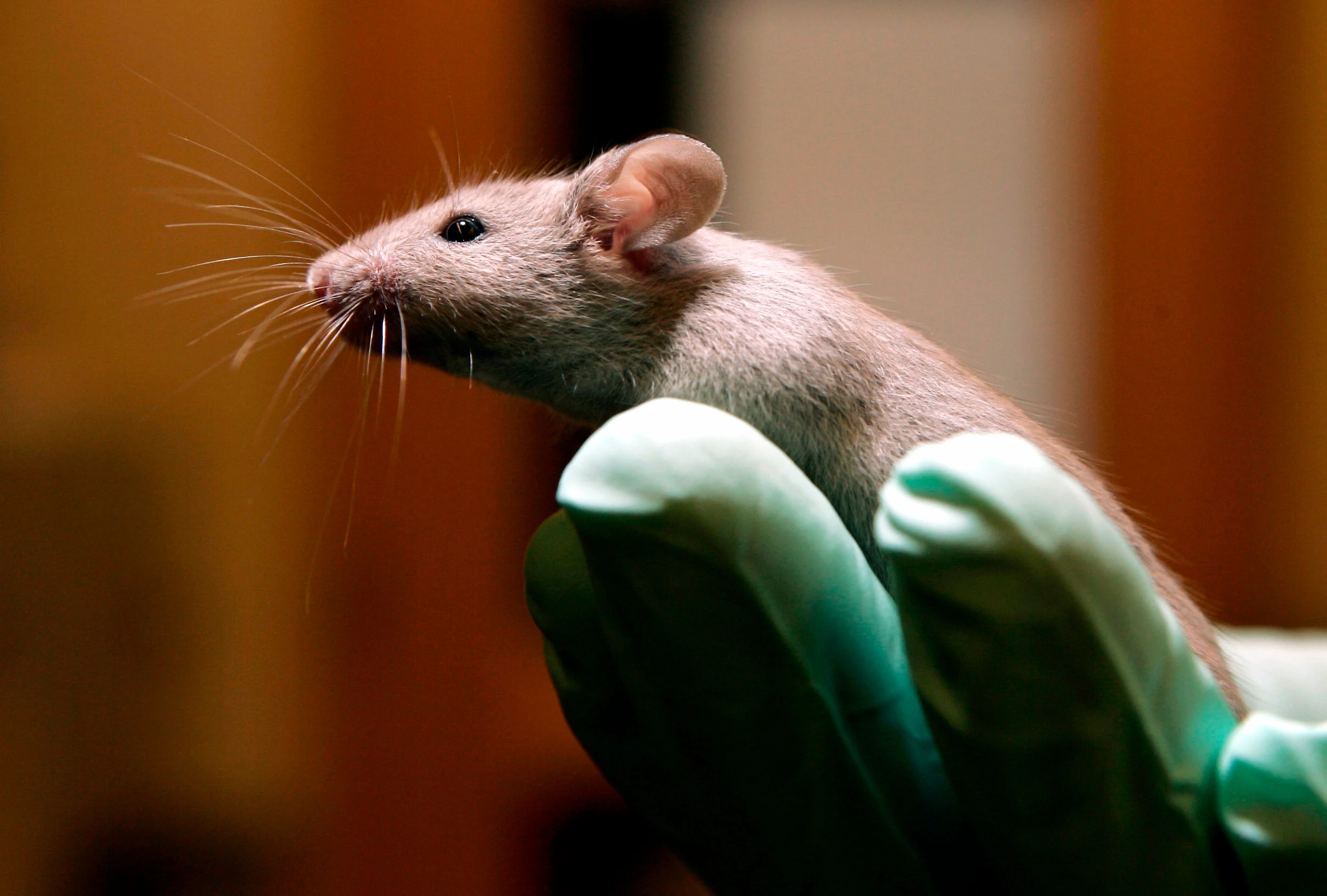 FDA phasing out some animal testing in 'win-win' for ethics and public health: commissioner