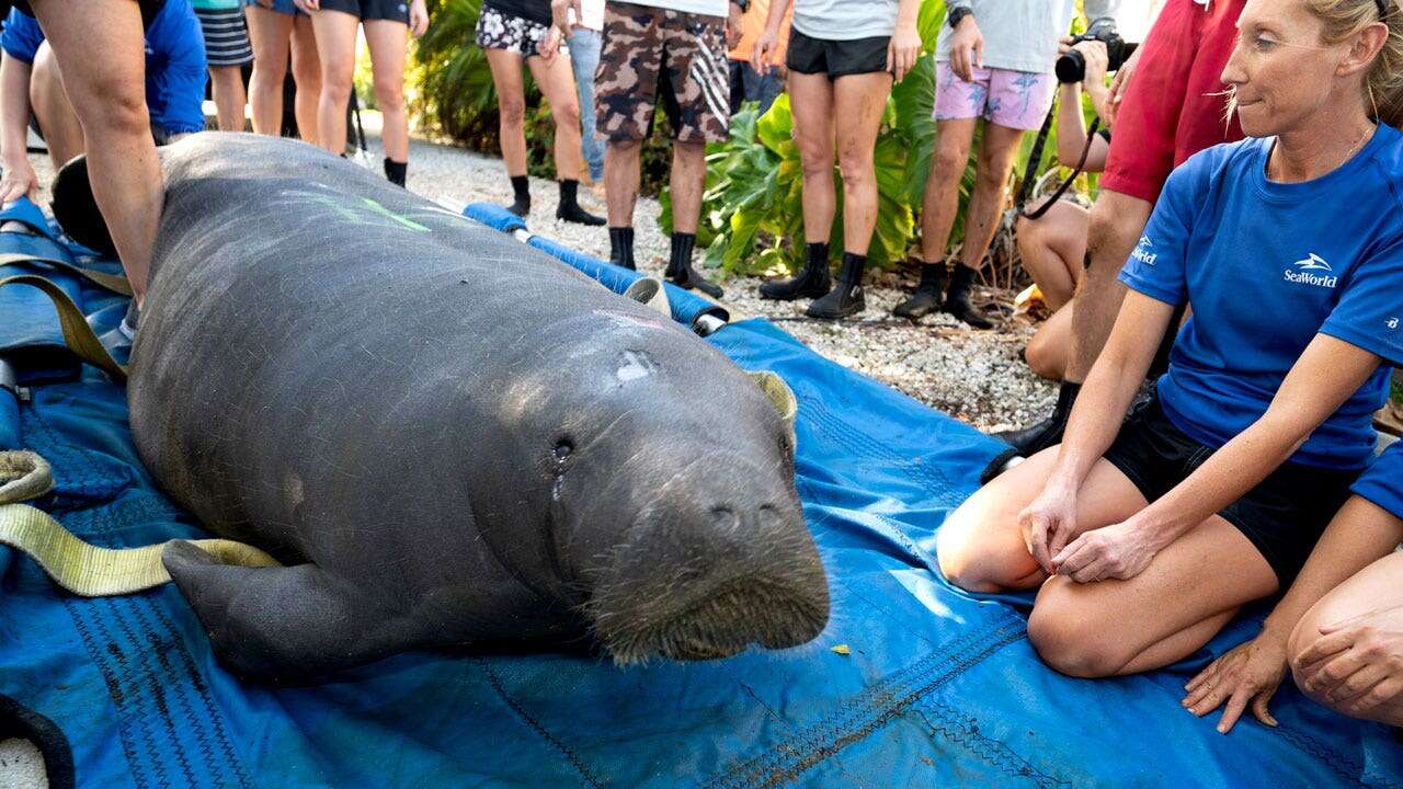 SeaWorld Orlando rehabilitates, releases 3 manatees into Florida Keys