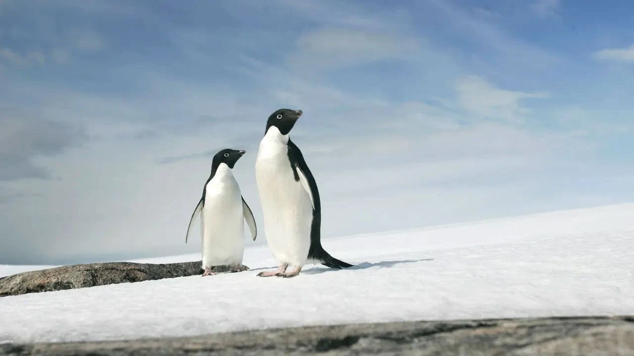Trump's penguin breaks the internet — and sends the left into a frenzy