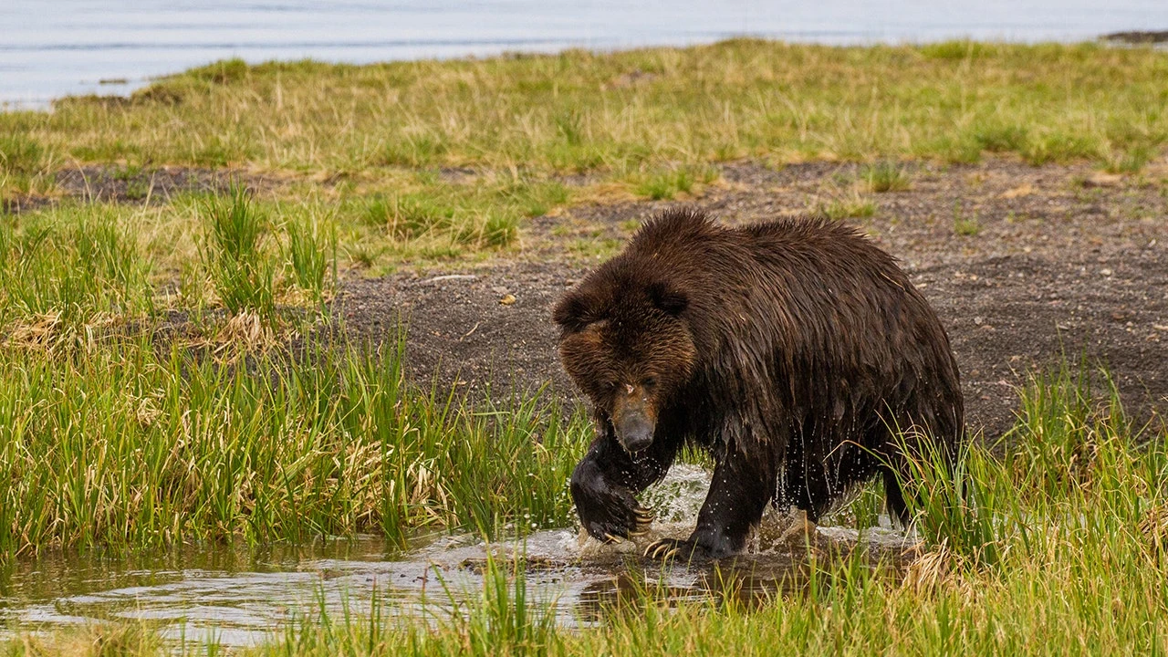 Man injured in grizzly bear attack while surveying Wyoming forest