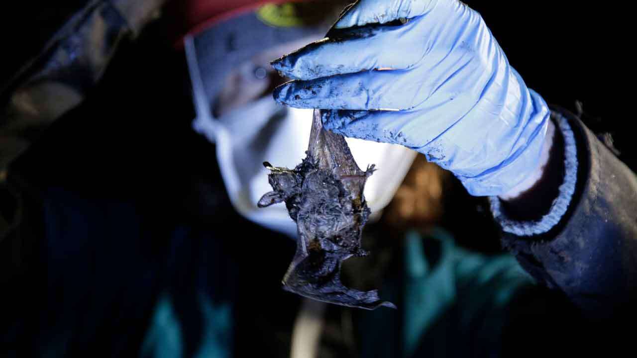 'Glimmer of hope': Tiny bat species begins to repopulate after fungus decimates population