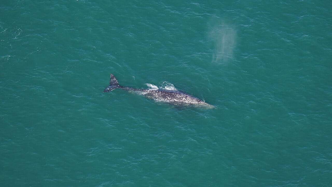 Whale that vanished from Atlantic over 200 years ago spotted off Massachusetts: 'Shouldn't exist'