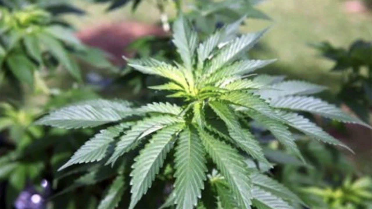 Court order allows Maryland vendors to carry hemp-based products