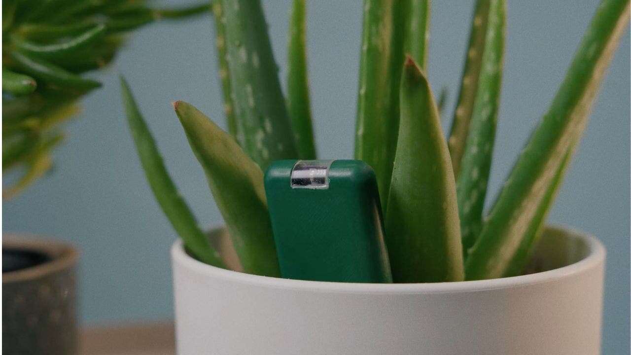 New technology makes it nearly impossible to kill house plants