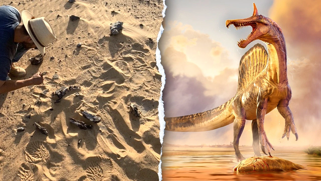 New 'hell heron' Spinosaurus species found in remote Sahara 70 years after fossil clue