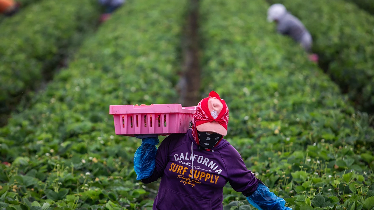 Trump urges 'temporary pass' from immigration crackdown for key industries: 'I cherish our farmers'