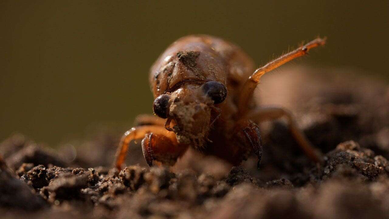 Strange cicada facts to know before they emerge this spring: Zombie STD, strongest stream in animal kingdom