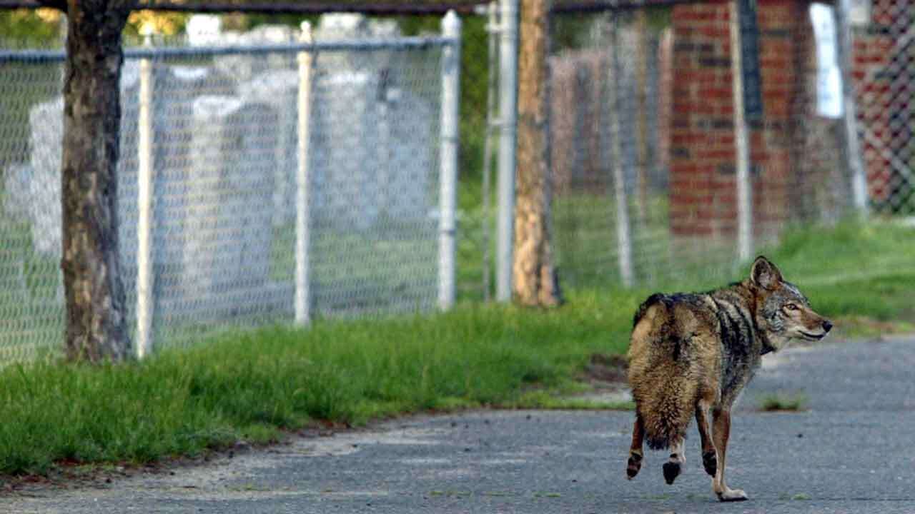 MA town contracts with federal government to kill coyotes