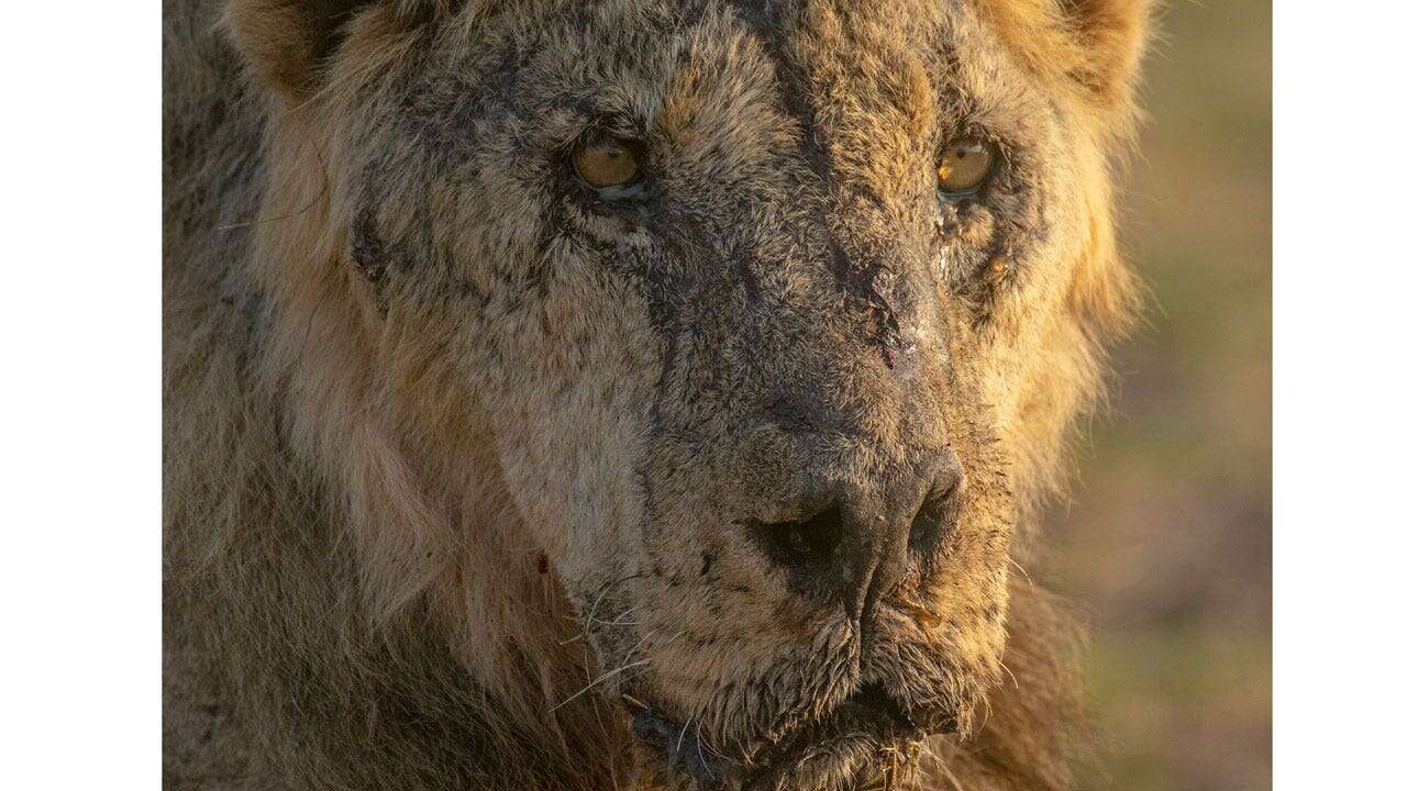 Herders in Kenya kill 10 lions, including Loonkiito, one of the country's oldest