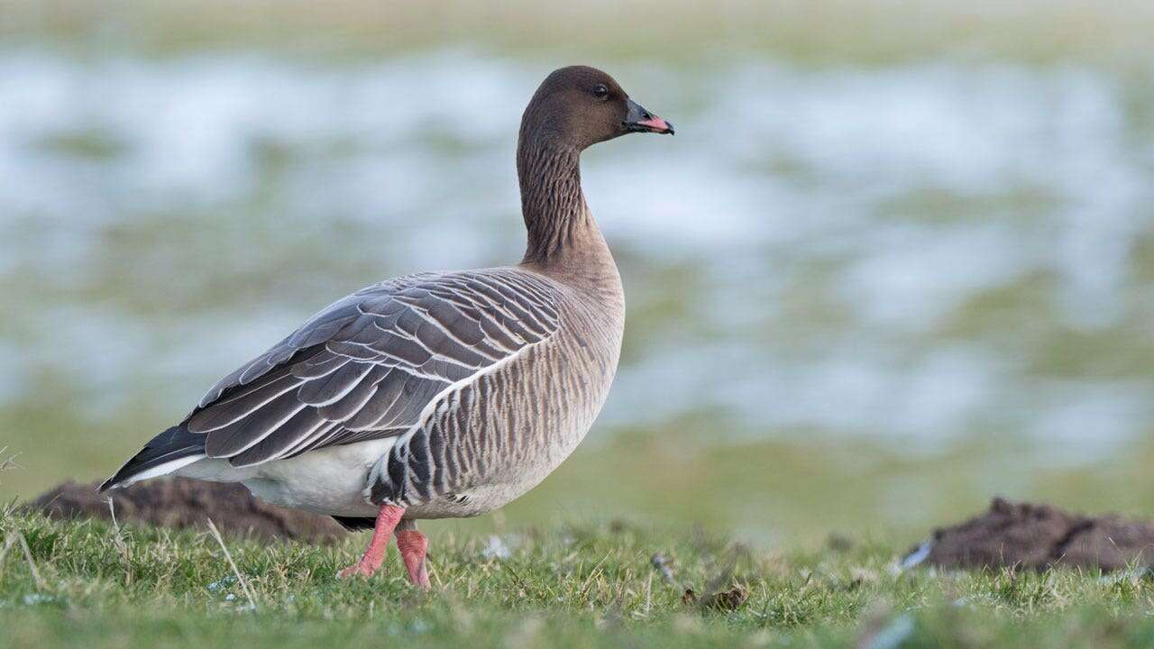 Kentucky birdwatchers spot rare, non-native pink-footed goose in wild