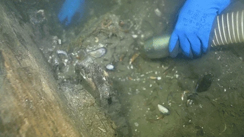 World's largest medieval cargo ship emerges from its underwater grave off one country's coast