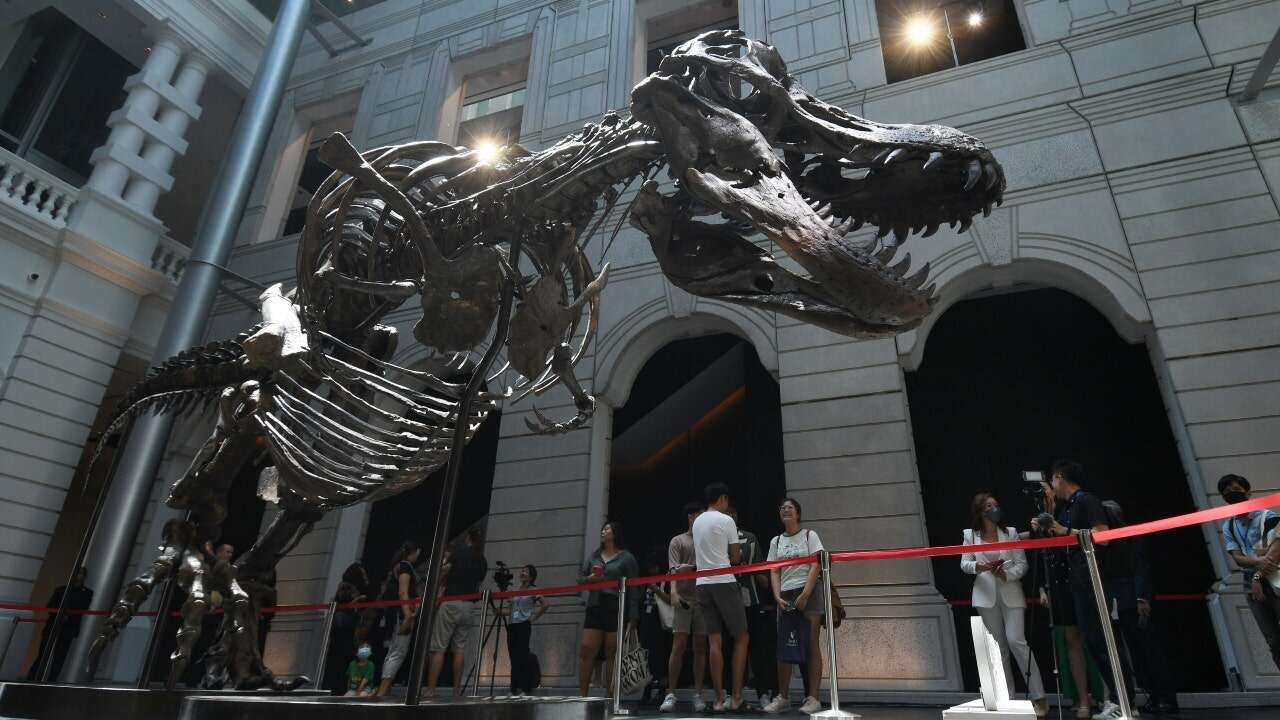 Christie's pulls T. rex Shen from auction following questions about skeleton: report