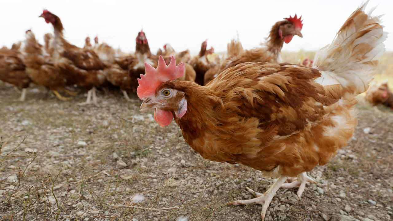 Commercial egg farm that houses 1 million chickens has been infected with bird flu