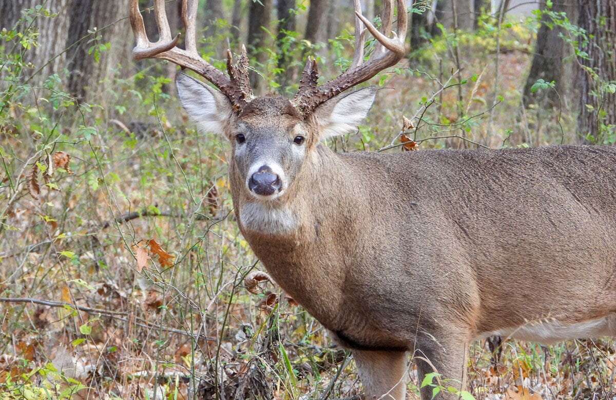 Hunters suffer fatal heart attacks while dragging heavy deer, state department reports