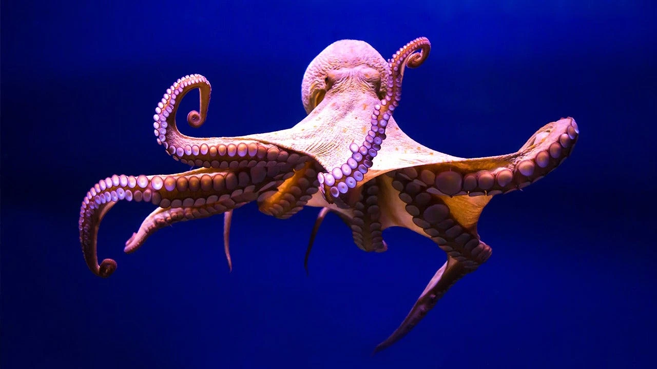 Ancient ocean mystery deepens as long-misidentified fossil is finally revealed by researchers