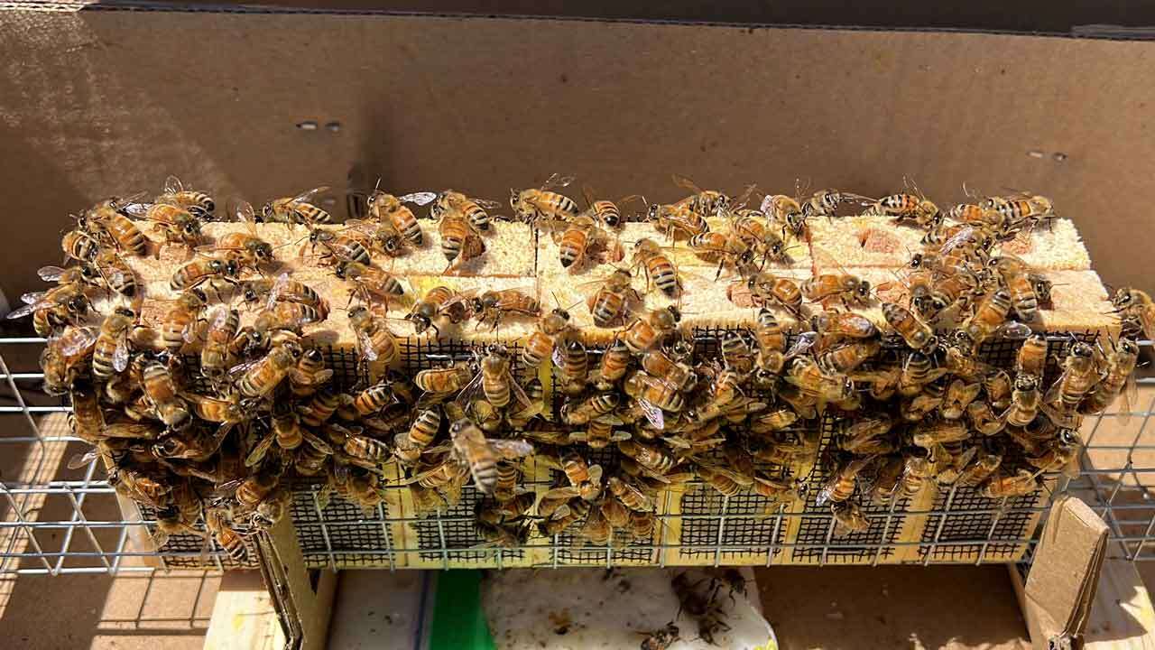 Prolonged California winter hit beekeepers hard, but recent rains could mean a good year for honey