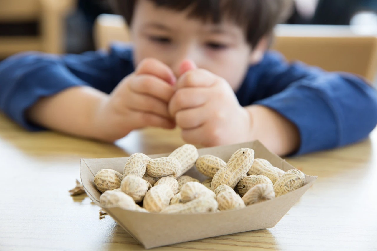 Feeding peanuts to babies could prevent allergies through the teen years, study finds